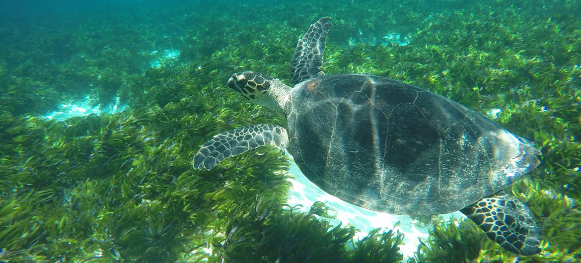Seychelles-turtle